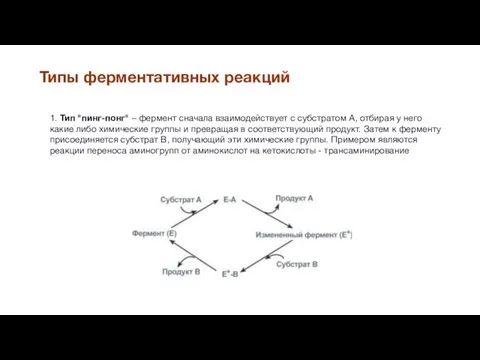 1. Тип "пинг-понг" – фермент сначала взаимодействует с субстратом А,