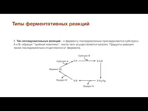 Типы ферментативных реакций 2. Тип последовательных реакций – к ферменту