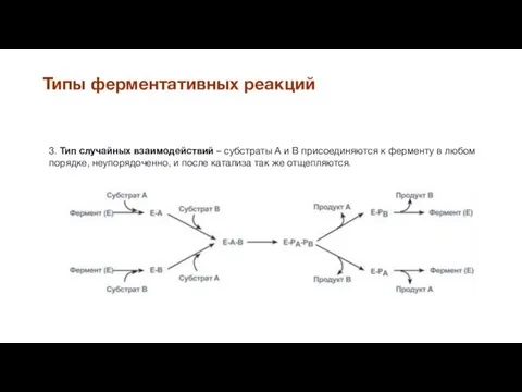 Типы ферментативных реакций 3. Тип случайных взаимодействий – субстраты А