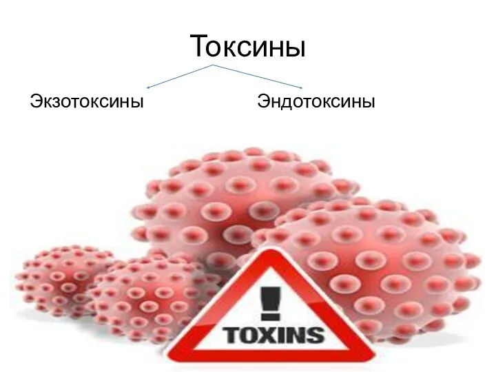 Токсины Экзотоксины Эндотоксины