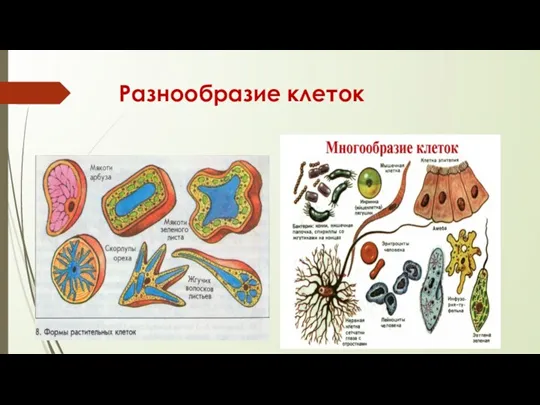 Разнообразие клеток