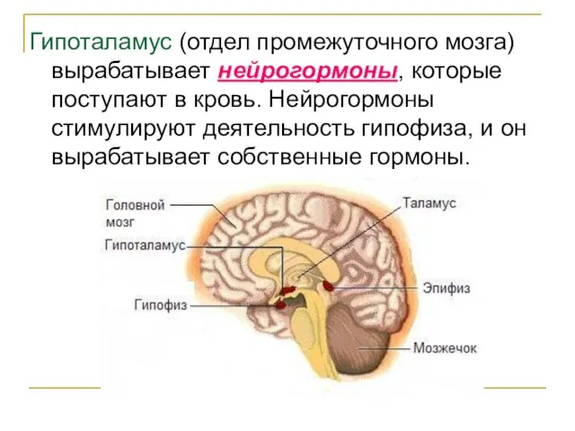 Гипоталамус (отдел промежуточного мозга) вырабатывает нейрогормоны, которые поступают в кровь.
