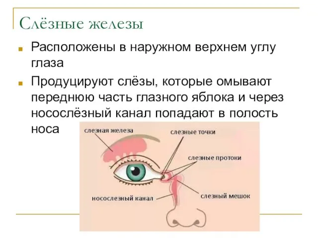 Слёзные железы Расположены в наружном верхнем углу глаза Продуцируют слёзы,