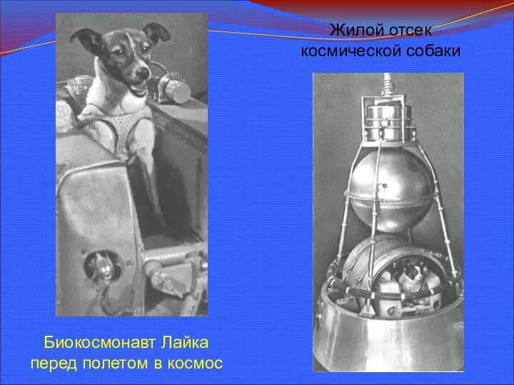 Биокосмонавт Лайка перед полетом в космос Жилой отсек космической собаки