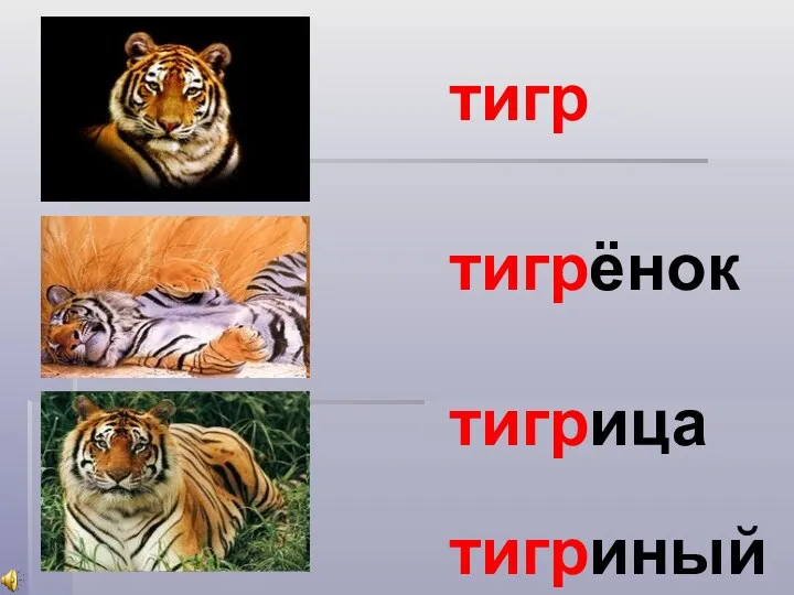 тигр тигрёнок тигрица тигриный