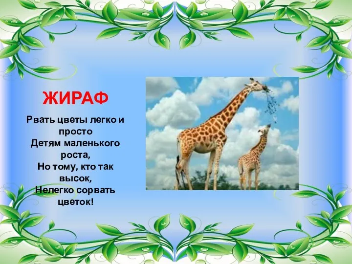 ЖИРАФ Рвать цветы легко и просто Детям маленького роста, Но