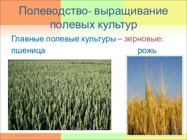 Полеводство- выращивание полевых культур Главные полевые культуры – зерновые: пшеница рожь