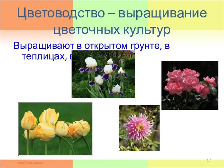 Цветоводство – выращивание цветочных культур Выращивают в открытом грунте, в теплицах, в комнатах.