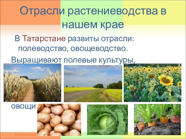Отрасли растениеводства в нашем крае В Татарстане развиты отрасли: полеводство, овощеводство. Выращивают полевые культуры, овощи
