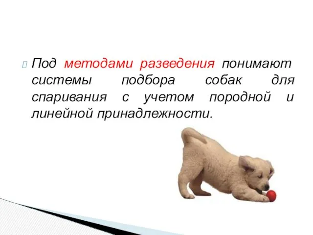 Под методами разведения понимают системы подбора собак для спаривания с учетом породной и линейной принадлежности.