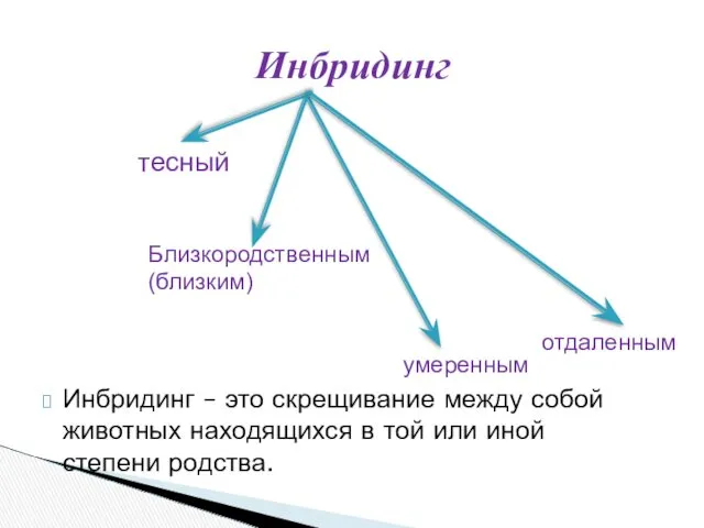 Инбридинг Инбридинг – это скрещивание между собой животных находящихся в той или иной