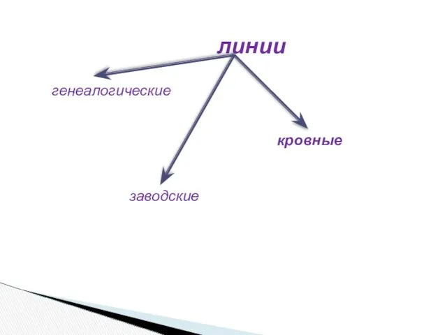 линии генеалогические заводские кровные