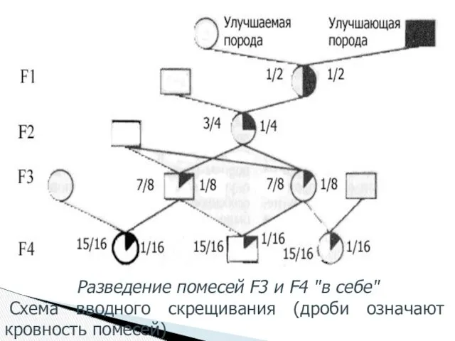 Разведение помесей F3 и F4 "в себе" Схема вводного скрещивания (дроби означают кровность помесей)