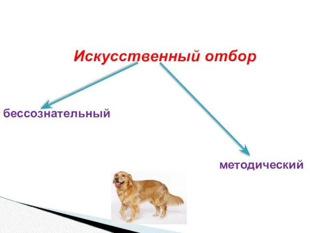 Искусственный отбор бессознательный методический