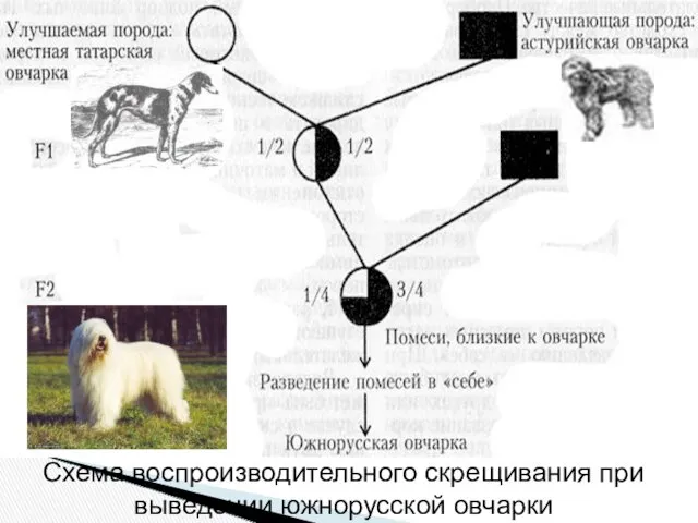 Схема воспроизводительного скрещивания при выведении южнорусской овчарки