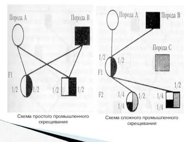 Схема простого промышленного скрещивания Схема сложного промышленного скрещивания