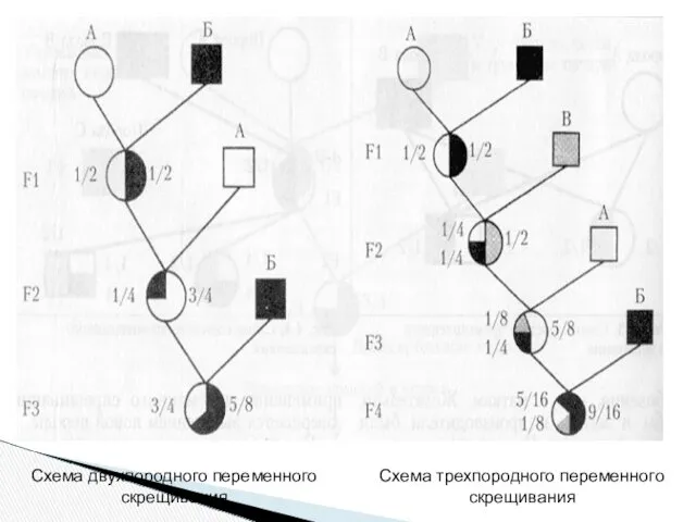 Схема двухпородного переменного скрещивания Схема трехпородного переменного скрещивания