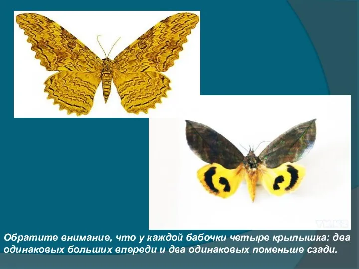 Обратите внимание, что у каждой бабочки четыре крылышка: два одинаковых больших впереди и