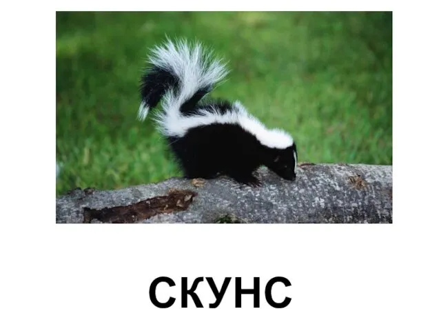 СКУНС