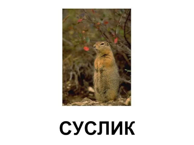 СУСЛИК