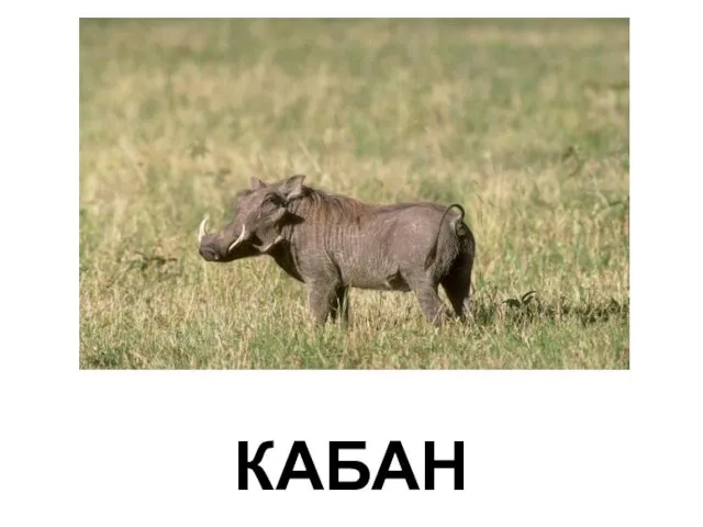 КАБАН