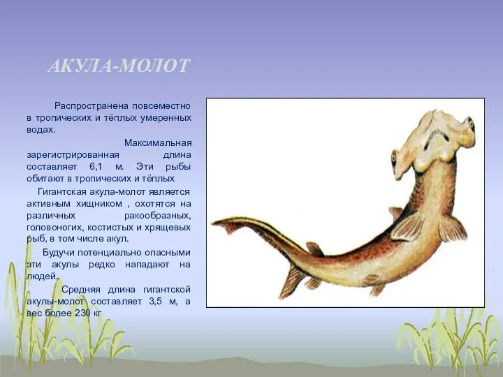 АКУЛА-МОЛОТ Распространена повсеместно в тропических и тёплых умеренных водах. Максимальная зарегистрированная длина составляет