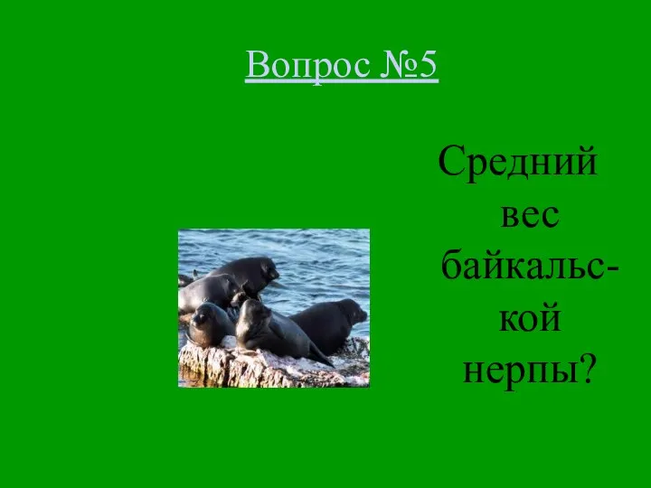 Вопрос №5 Средний вес байкальс-кой нерпы?