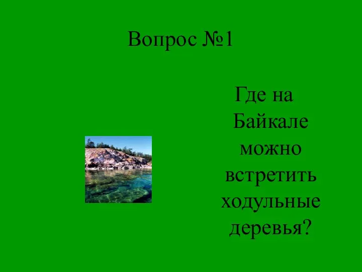 Вопрос №1 Где на Байкале можно встретить ходульные деревья?