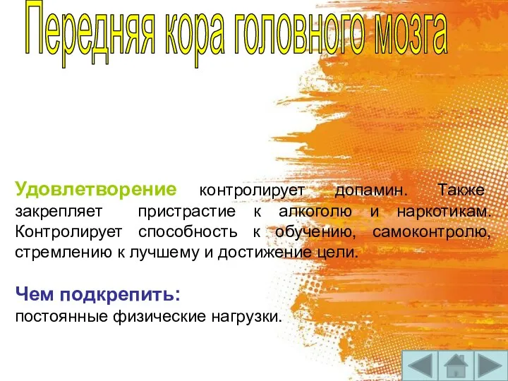 Передняя кора головного мозга Удовлетворение контролирует допамин. Также закрепляет пристрастие