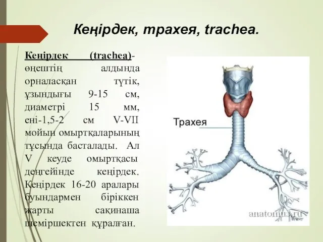 Кеңірдек (trachea)- өңештің алдында орналасқан түтік, ұзындығы 9-15 см, диаметрі 15 мм, ені-1,5-2