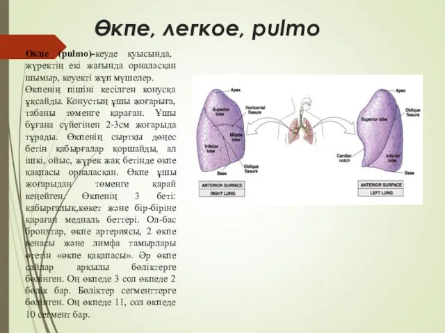 Өкпе (pulmo)-кеуде қуысында, жүректің екі жағында орналасқан шымыр, кеуекті жұп мүшелер. Өкпенің пішіні