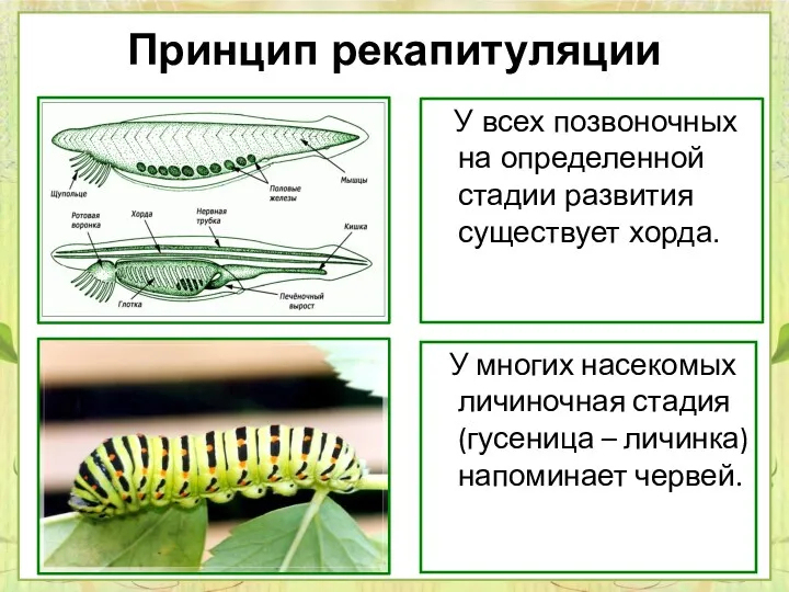 Принцип рекапитуляции У всех позвоночных на определенной стадии развития существует