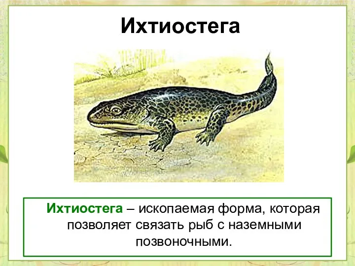 Ихтиостега Ихтиостега – ископаемая форма, которая позволяет связать рыб с наземными позвоночными.