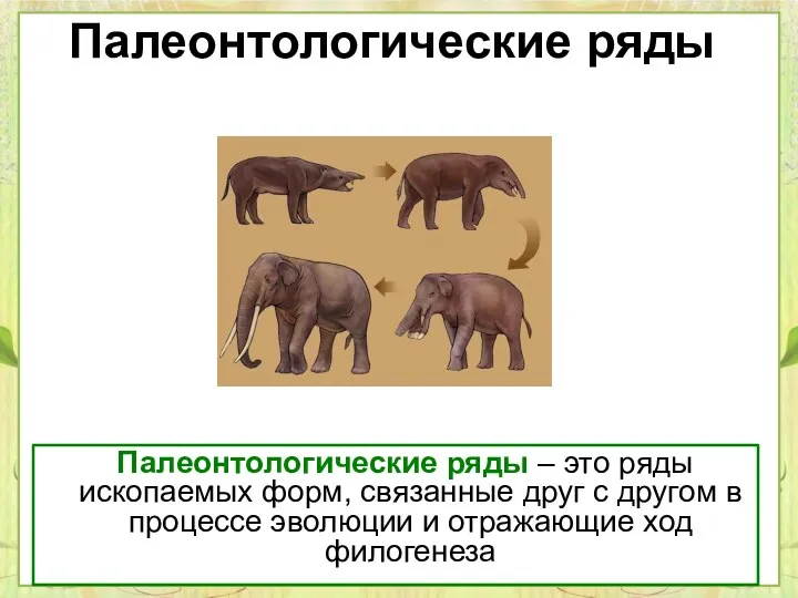 Палеонтологические ряды Палеонтологические ряды – это ряды ископаемых форм, связанные