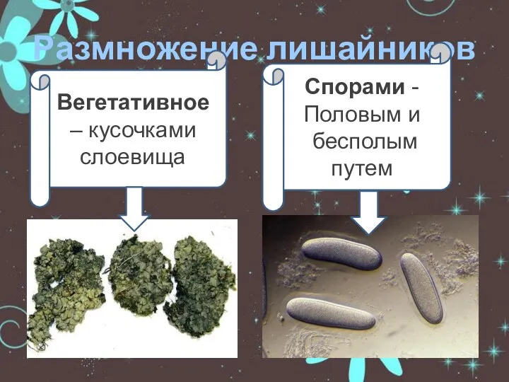 Размножение лишайников Вегетативное – кусочками слоевища Спорами - Половым и бесполым путем