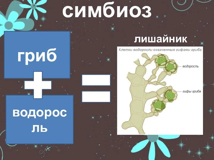 симбиоз лишайник гриб водоросль