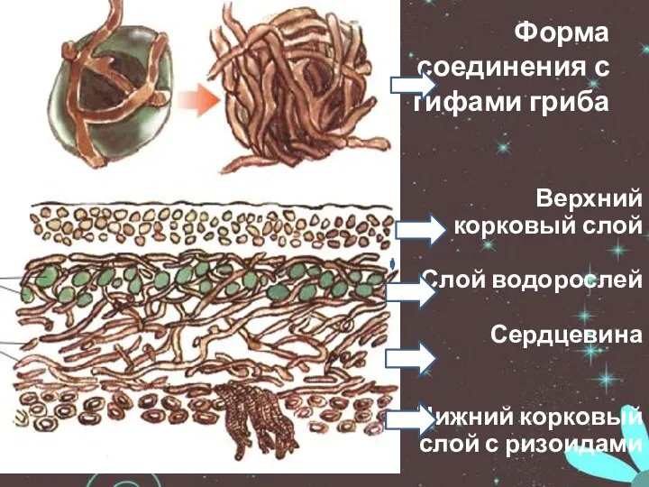 Форма соединения с гифами гриба Верхний корковый слой Слой водорослей Сердцевина Нижний корковый слой с ризоидами