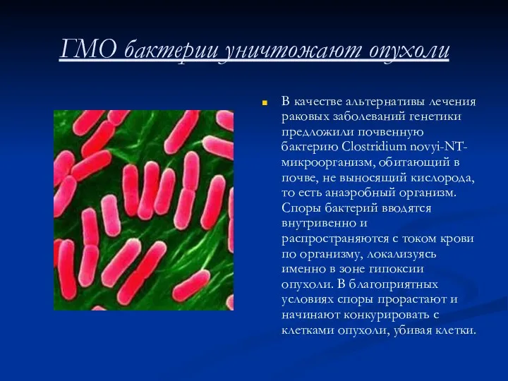 ГМО бактерии уничтожают опухоли В качестве альтернативы лечения раковых заболеваний