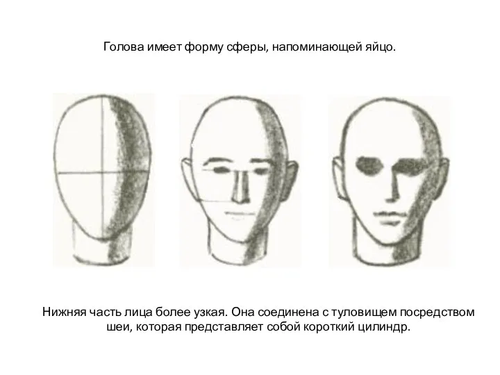 Голова имеет форму сферы, напоминающей яйцо. Нижняя часть лица более