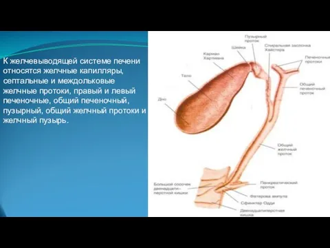 К желчевыводящей системе печени относятся желчные капилляры, септальные и междольковые