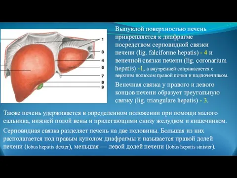 Выпуклой поверхностью печень прикрепляется к диафрагме посредством серповидной связки печени