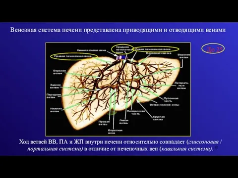 Ход ветвей ВВ, ПА и ЖП внутри печени относительно совпадает