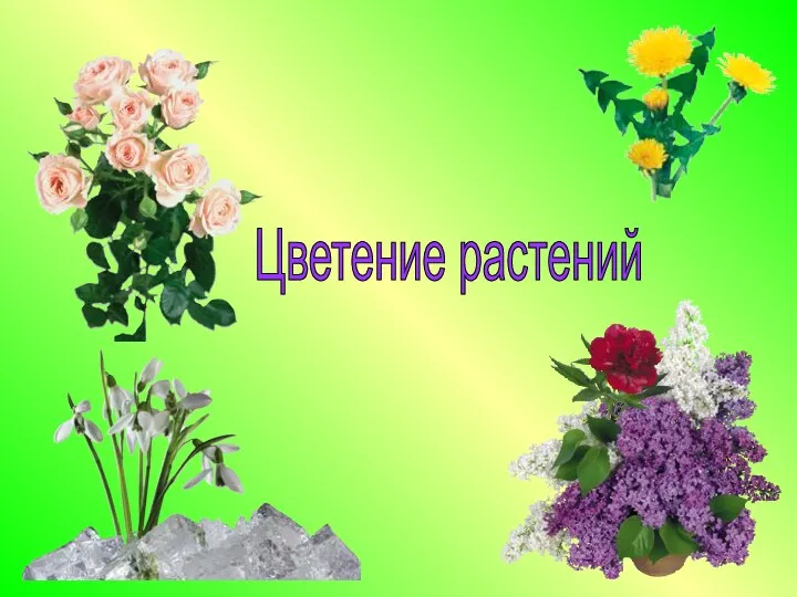 Цветение растений
