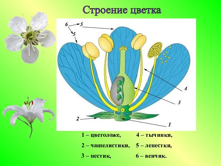 Строение цветка 1 – цветоложе, 4 – тычинки, 2 –