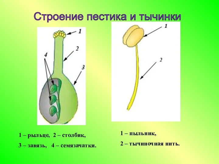 Строение пестика и тычинки 1 – рыльце, 2 – столбик,