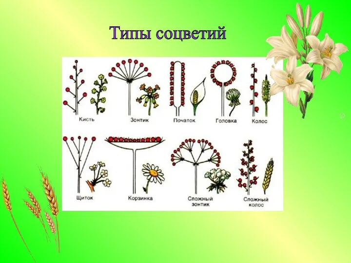 Типы соцветий