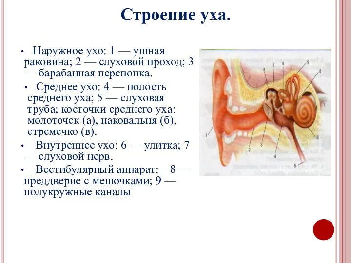 Строение уха. Наружное ухо: 1 — ушная раковина; 2 —