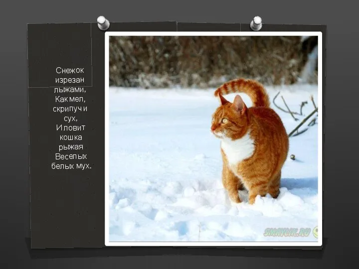 Снежок изрезан лыжами, Как мел, скрипуч и сух, И ловит кошка рыжая Веселых белых мух.