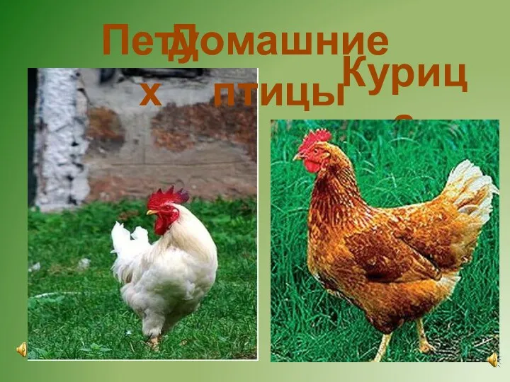 Домашние птицы Петух Курица