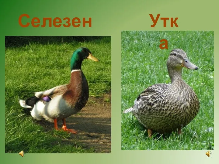 Селезень Утка